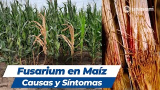 Fusarium en Maíz Causas y Síntomas [upl. by Deina]