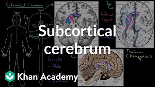 Subcortical cerebrum  Organ Systems  MCAT  Khan Academy [upl. by Devinna733]