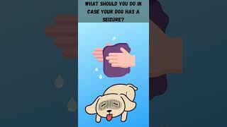 What should you do in case your dog has a seizureshorts [upl. by Hittel902]