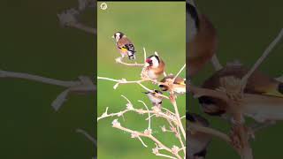 ستستة جماعية للحسون goldfinch stimulation الحسون goldfinchsinging birdsounds chardonneret [upl. by Ymaj]