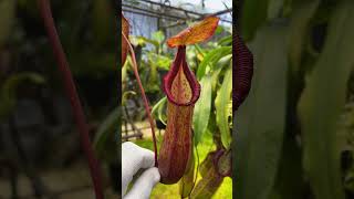 Item Short BE4078 N petiolata x lowii x tentaculata – assorted clones nepenthes [upl. by Hendrik362]