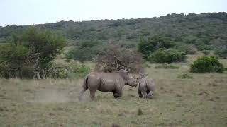 Amakhala Game Reserve 11 South Africa [upl. by Ettenad377]