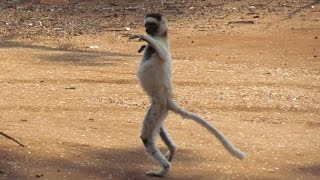 Dancing Lemurs Verreauxs Sifaka of Madagascar [upl. by Hobey]