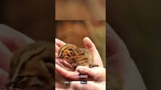 Rusty Spotted Cat ytshortvideo facts amazonrainforest sciencofacts animals scifactscentral 🐈🐈🐈 [upl. by Anneirda667]