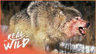 The War Of The Wolf Packs  Part 1 Wolf Documentary HD  White Wolf  Real Wild [upl. by Anselme]