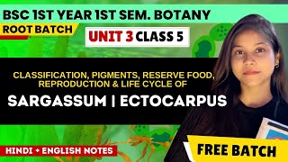 Sargassum amp Ectocarpus BSc 1st year 1st semester botany unit 3 in Hindi amp English🔥Phycology BSc [upl. by Ellennoj]