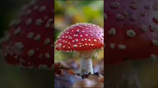 Amanita muscaria ecosystemstudies [upl. by Ibot]