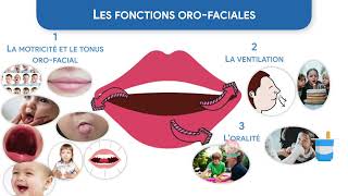 24  Les fonctions orofaciales en orthophonie questce que cest [upl. by Asilam]