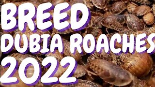 How To Breed DUBIA ROACHES 2022  New Tricks [upl. by Alliuqa]