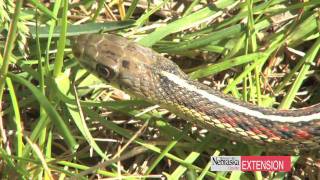 Controlling Garter Snakes [upl. by Dorej]