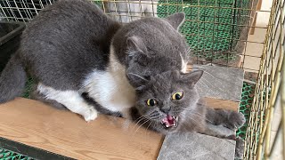 Cat in heat 😻  May vs Gạo1  Munchkin Mate  Cat breeding 😺 [upl. by Farris]