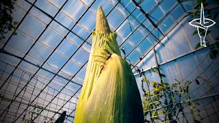 Arumcam  Amorphophallus titanum growth 19 to 24 July 2017 [upl. by Sanders]