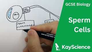 Sperm Cell Adaptations  GCSE Biology  kaysciencecom [upl. by Jacquenetta]