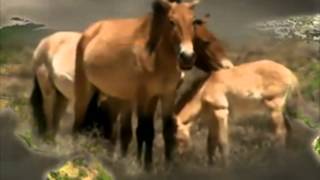 The Rolling Stones  Wild Horses LyricsHQ [upl. by Ees124]