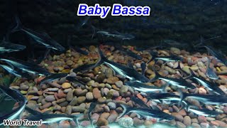 100s of Baby Bassa Fish at Underwater World in Nakhon Phanom Thailand [upl. by Schulze]