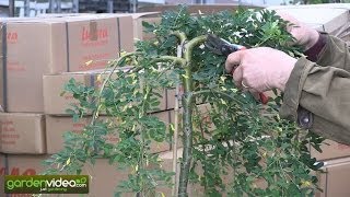 How to prune a hanging peashrub [upl. by Ita]