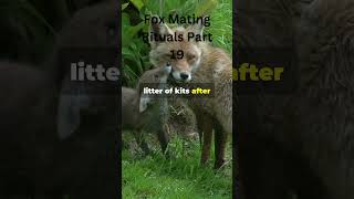 Amazing Fox Mating Rituals wildlife wildfoxes endangeredspecies animals bigcat [upl. by Olegnaid798]