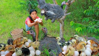 survival in the rainforest  Help baby Chicken in forest  Cooking egg for dog Eating delicious HD [upl. by Delmer]