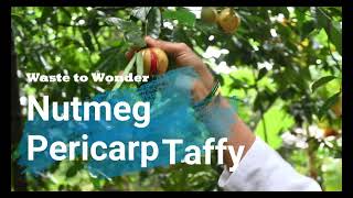 Nutmeg Pericarp Taffy [upl. by Arreic990]