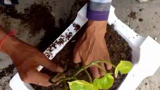 How To Grow Money Plant in pot  How to Grow Money Plant in Soil  मनी प्लांट कैसे उगाये गमले में [upl. by Saretta]