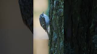 Tree Creeper Climbing Tree bird wildlife nature treecreeper tree cute lovely pretty HA72559 [upl. by Leiso947]