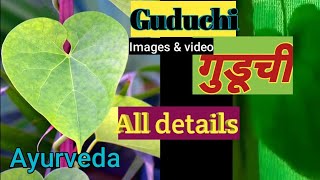 Medicinal plant guduchi guduchi Tinospora cordifolia गुडूचीamrutavallala dravyaguna drug [upl. by Jammin617]