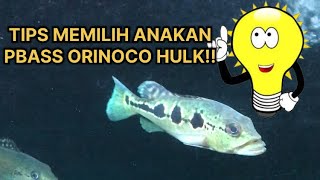 KALIAN WAJIB TAU TIPS MEMILIH ANAKAN PBASS ORINOCO OREO SPOT MASA DEPAN CERAH [upl. by Nicolis]