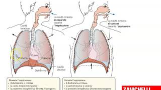 Meccanica respiratoria [upl. by Annauqal]