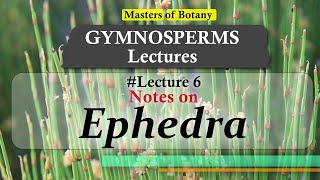 Lecture 6  Ephedra JointedFir General features amp Life Cycle  Gymnosperm Lecture Notes [upl. by Alleras]