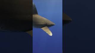 Oceanic Whitetip Shark takes very close look at diver at Cat Island Bahamas shark shorts ocean [upl. by Yuria]