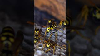 5 Shocking Facts About Wasps You Didnt Know [upl. by Gillian]