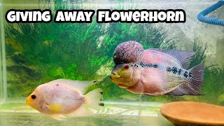 Flowerhorn  Yellow Flowerhorn  Giving away Flowerhorn fish  Indian Aqua Boy03 vlog [upl. by Onafets]