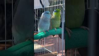 Parrotlets love out door 🦜parrotlet birds [upl. by Doowrehs]