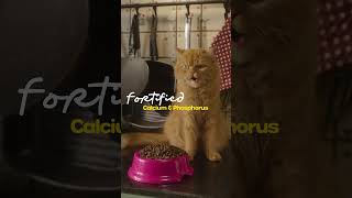 Pescatarian Diet for Cats Fish Protein Taurine amp Essential Nutrients with Good Cat [upl. by Aivuy]