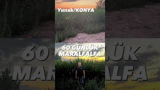 60 GÜNLÜK MARALFALFA [upl. by Melliw]