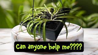 I need help Gardeners what should i do [upl. by Oterol]