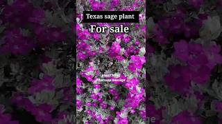 Texas sage plant short short mygarden gardening garden texassage [upl. by Win]