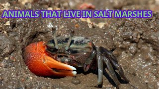 7 TYPES OF ANIMALS THAT LIVE IN SALT MARSHES [upl. by Jovita]