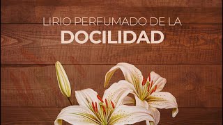 La Virtud de la Docilidad Lirios perfumados de San José meditados 8 [upl. by Ailekat408]