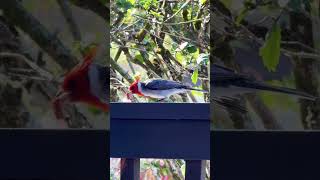 Redcowled Cardinal  hawaii cardinal birds birdslover birdsounds hawaii [upl. by Halet472]