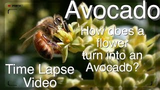 Grafted Avocado Tree  How does Pollination Work Time Lapse [upl. by Colbye]