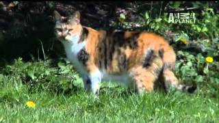 Cats 101 Domestic Shorthair YouTube [upl. by Lorrimor]