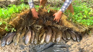 Unique Mud Fishing Video Find amp Catch Snakehead Fish and Catfish Form Mud in Small Pond [upl. by Olga592]