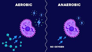 Aerobic and Anaerobic Respiration [upl. by Adnical]