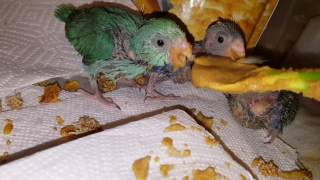 Breeding Parrotlets info [upl. by Esra]