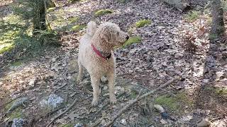 Farfel the Goldendoodle barking and howling in the woods [upl. by Naujit628]