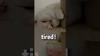 cat funnycatvids catlover funnycatsfunnycats funny meowed pets funnycutekitties cute [upl. by Aenahs946]