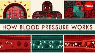 How blood pressure works  Wilfred Manzano [upl. by Nebra]