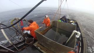 Commercial Dungeness crab fishing [upl. by Ayouqat706]