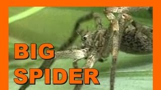 🐝 Japanese Huntsman Spider  Real Japan Monsters 日本のハンツマンスパイダー  日本のモンスター [upl. by Garate86]